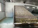 Secado de tabletas de bergamota