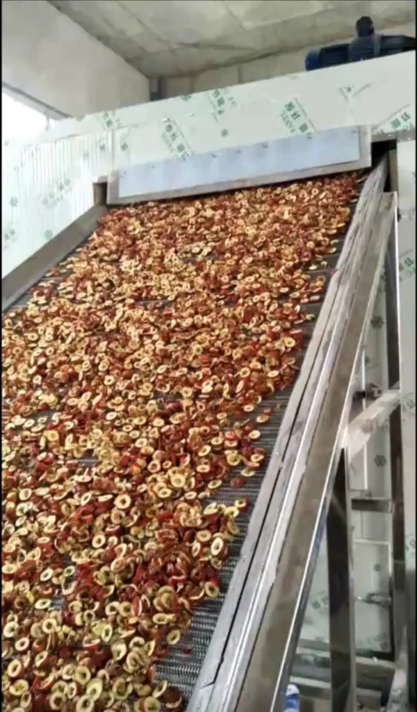 Continuous Mesh Belt Dryer for Pepper and Onion