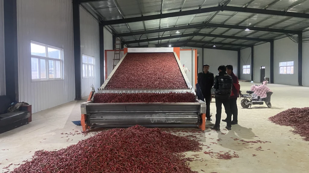Continuous Mesh Belt Dryer for Pepper and Onion